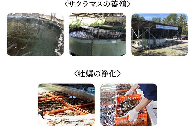 サクラマスの養殖、牡蠣の浄化